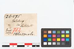 Etikett zu Glasperle (NHMW-PRAE-026015)